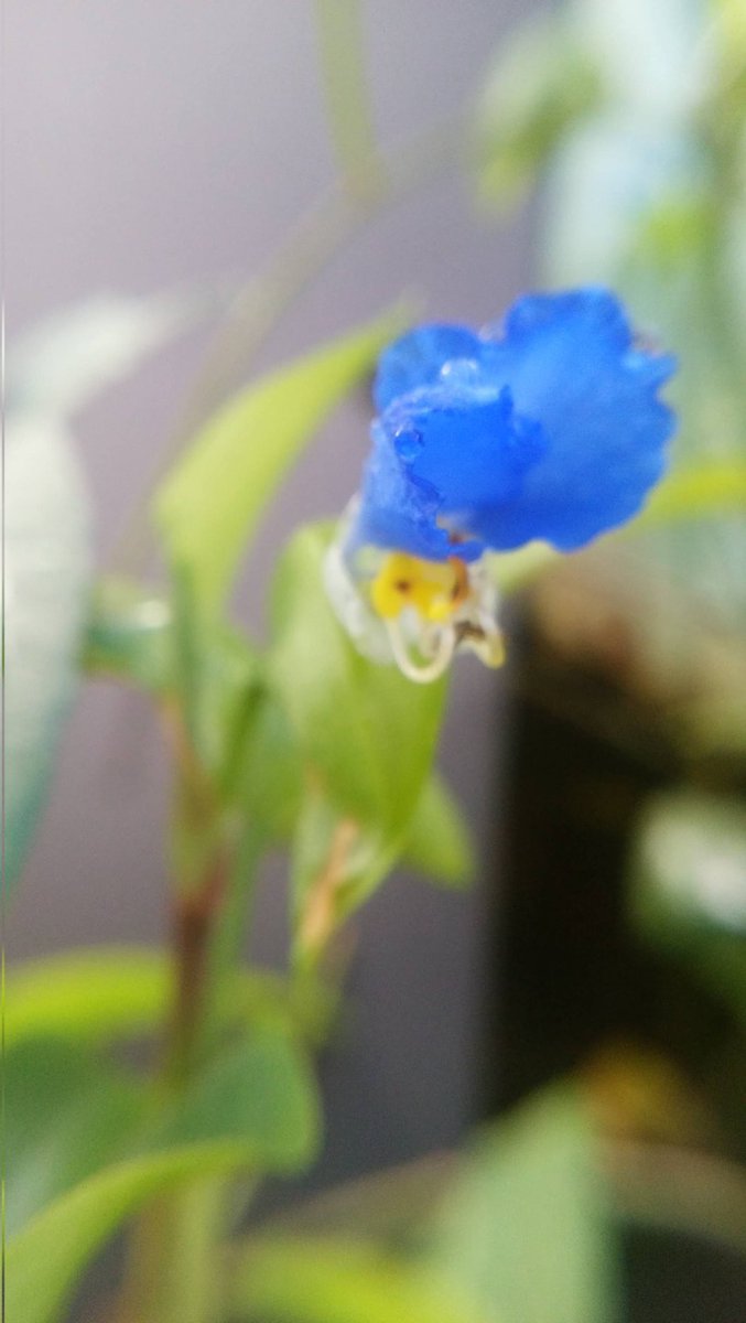 つゆくさ - Search / X