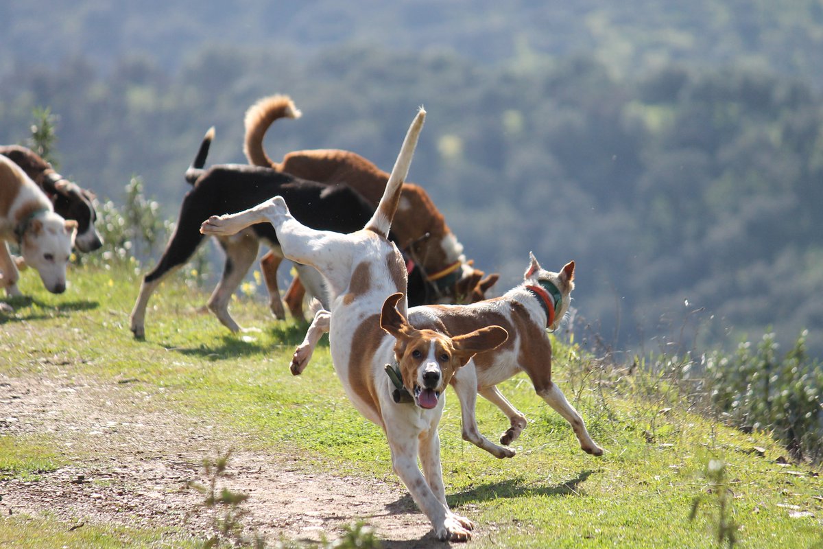Si te gusta mi fotografía vótame pulsando en el enlace y dando a "Me gusta". Gracias.
facebook.com/Fedexcaza/phot…
#felixsm