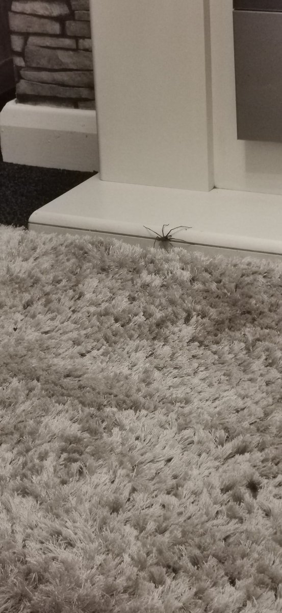 tismenic70's tweet photo. I now need to burn the house down.
#bigbugger #spider https://t.co/iyXhE1AHP4