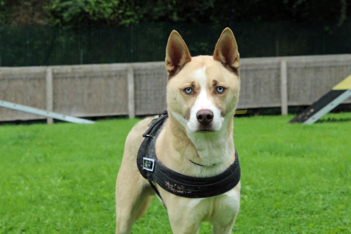 AdoptionsUk's tweet image. Please retweet to help Blue find a home #LIVERPOOL #England 
Siberian Husky aged 6, sadly his owner has passed away. He's looking for an active, adult home, he's housetrained, doesn't travel well, only dog but could live with a cat
DETAILS👇
dogstrust.org.uk/rehoming/dogs/…
#dogs #cats