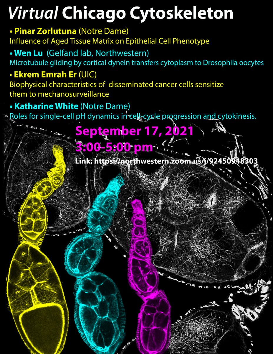 After a brief hiatus due to the pandemic, Chicago Cytoskeleton is back in virtual form this fall! Join us Friday Sept. 17 for four talks starting at 3:00pm CT. Here is the flier with all the details and the Zoom link for registered attendees. Please RT!
northwestern.zoom.us/j/92450948303