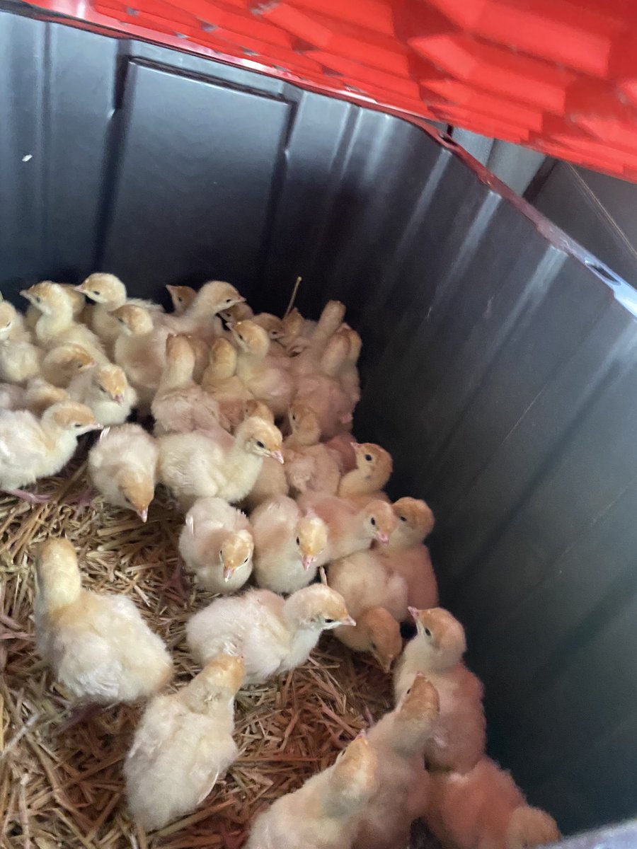 Prairie Principal, M. Ed tweet media