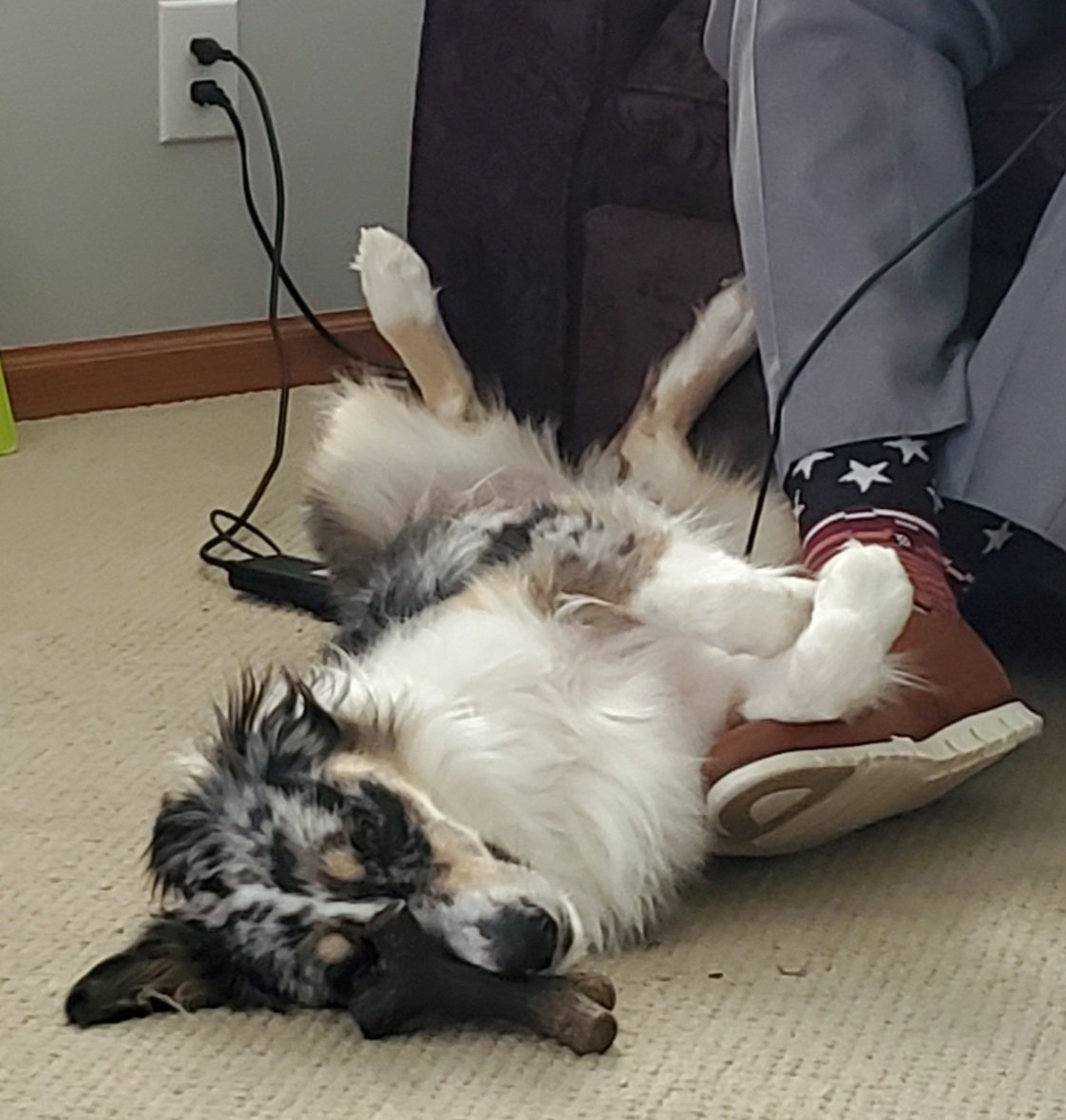 llockefield's tweet photo. I want to be more like my dog!
#ChurchThenNap #NoTroubles #LifeOfDuke https://t.co/yYxMKAwrLc