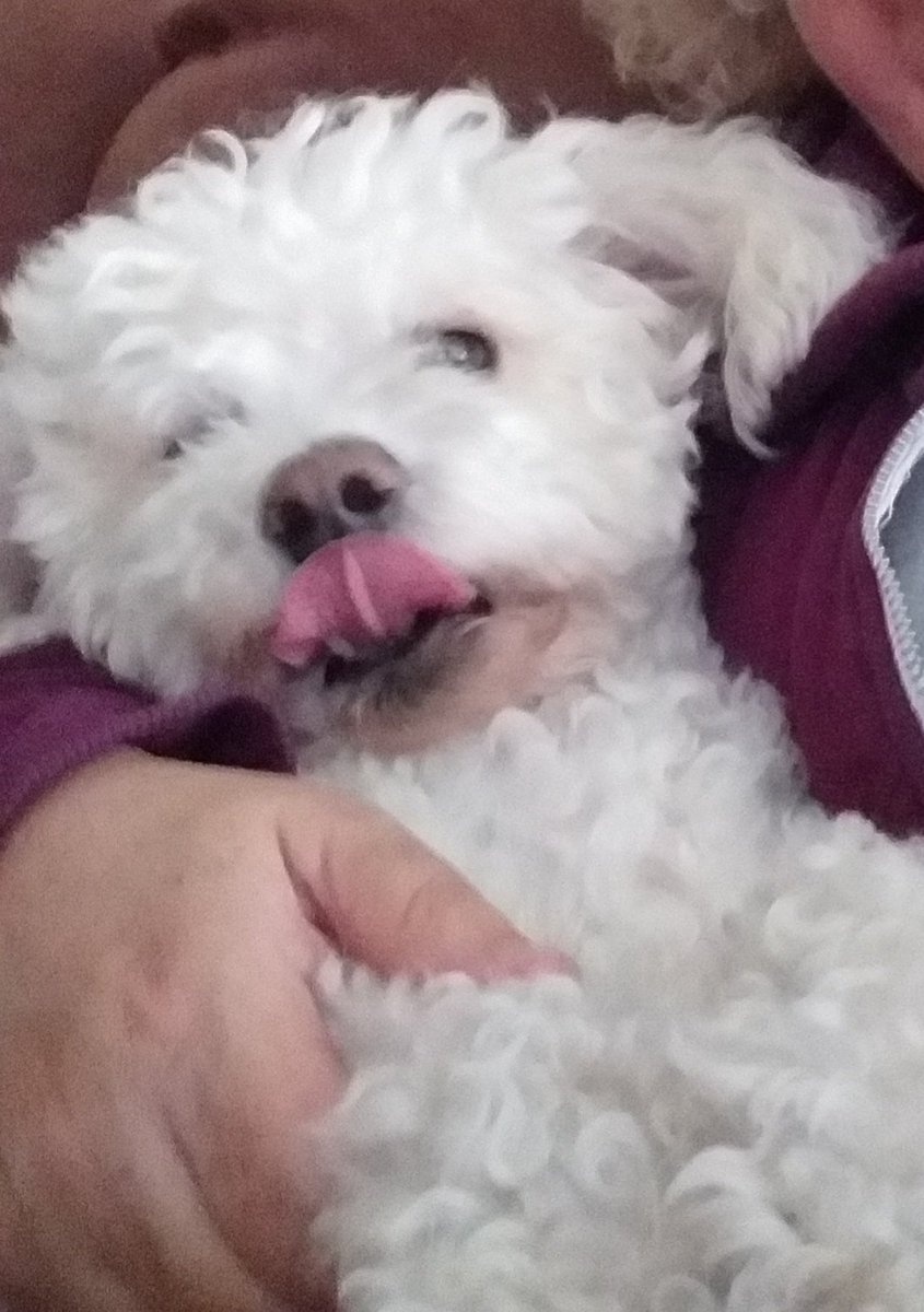 michbv12's tweet photo. What makes me chuckle at home when I'm chilling? Just doggy selfies. This is my happy chappy Doodles! 🤣
#BichonFrise #thisdogcan https://t.co/oIseLOdvKZ