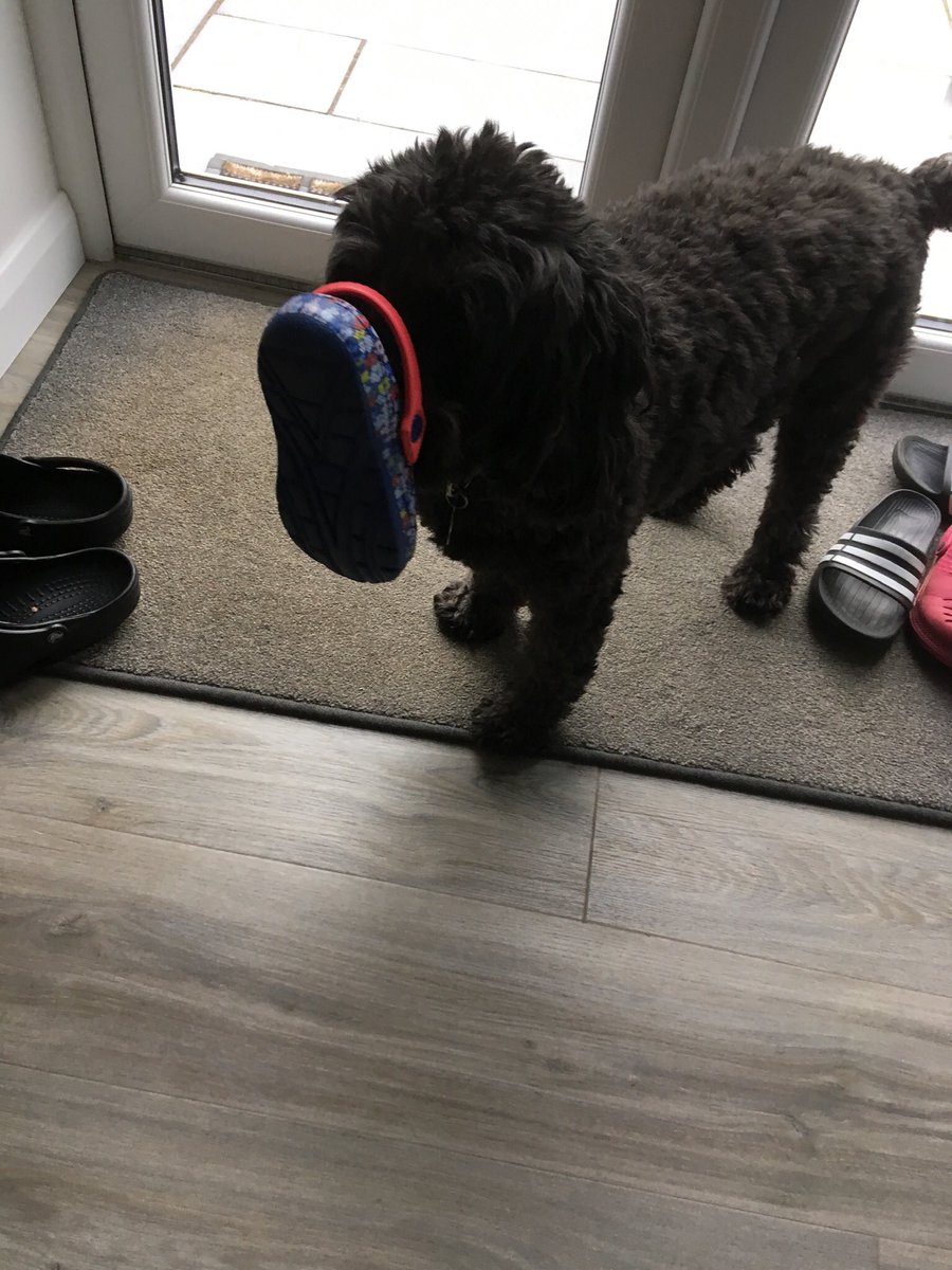 TailsCockapoo's tweet image. My bestie cocker spaniel friend taught me how to celebrate someone coming into my home by picking up a shoe. I chose this pretty one, any other doggy friends give a shoe welcome ?