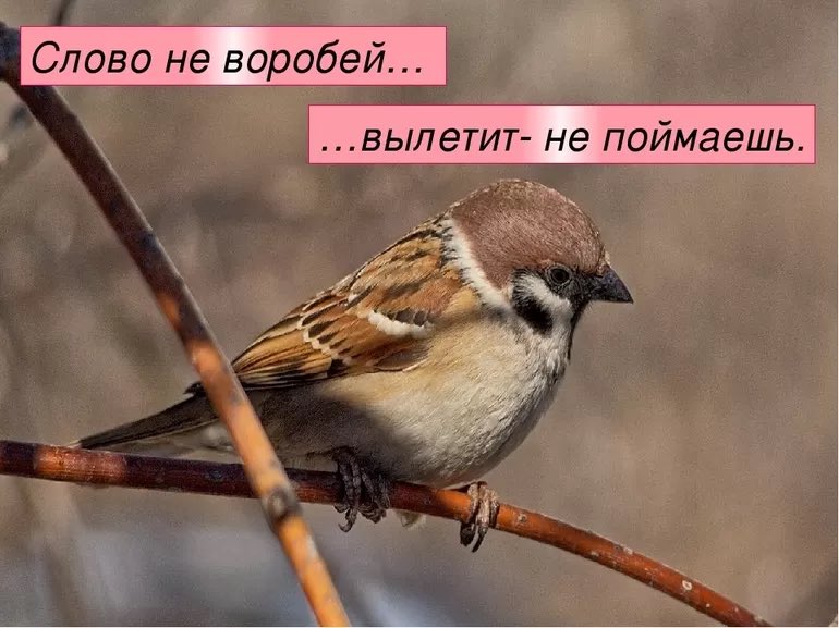 GreenlineLU's tweet photo. 🇹🇷Laf ağızdan bir kere çıkar 
🇷🇺 Слово – не воробей, вылетит – не поймаешь #greenlinenn https://t.co/1ireZqbrhb