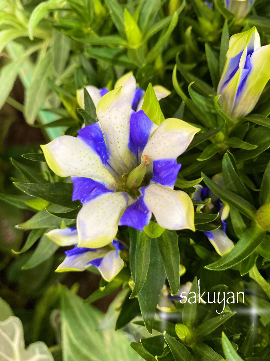 さくやん على تويتر みんなで幸せになろうよ おはようございます リンドウ白寿