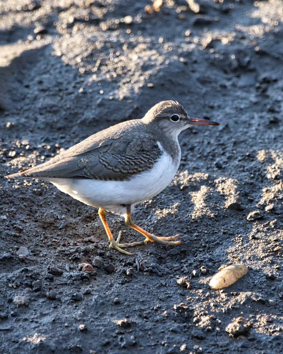 JohnReedPavan's tweet photo. A young spotted sandpiper in Little Hellgate Salt Marsh on Randall's Island.
#spottedsandpiper #sandpiper #birds #birding #birdwatching #littlehellgate #saltmarsh #randallsisland #nycparks #shotoncanon #sigmaphoto #Luminarai https://t.co/167Ur7T76a