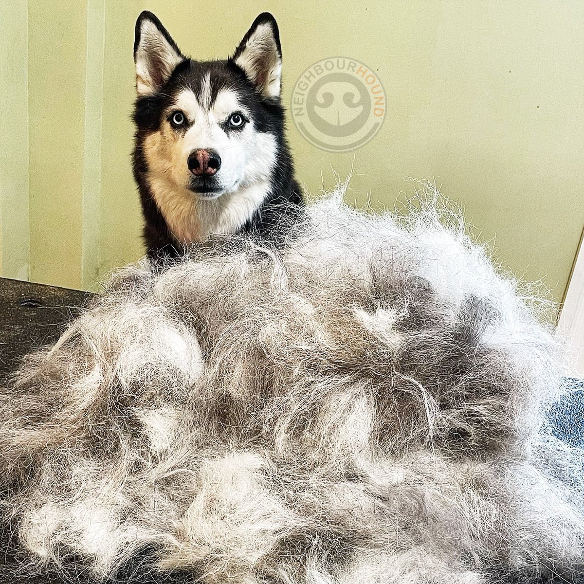 NeighbourHound_'s tweet photo. Shed happens…#shedhappens #siberianhusky #husky #huskylife #365days #siberianhusky #snowdog #huskyworld @HuskyCanada @DogsCA @DogsOfCanada1 @canadas_dogs @torontodogstuff @dogmomsquad @DoggosDT @officialfloof @HeckinGoodDogs @dog_rates @dogandpuplovers @dog_feelings @pupsdailyy https://t.co/Yi69bgdMHh