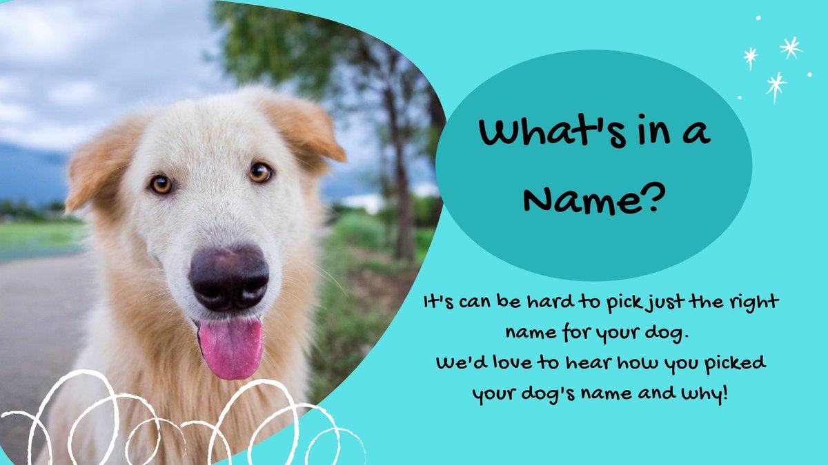 CAAT_Canada's tweet photo. Red? Foxy? Billy? Jewel? There are so many names, it can be hard to decide, what did you name your dog??

#CAATCanada #dog #dogsofinstagram #dogstagram #dogsincanada #doglover #doglovers #dogwelfare #helpdogs #helpdogsinneed #puppy #puppylove #puppysofinstagram https://t.co/IFUSyX4bPp