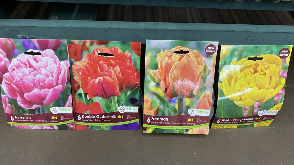 greengategarden's tweet photo. Use bone meal when planting fall bulbs to strengthen root systems & add nutrient reserves! Bone meal is a fertilizer that slowly releases nutrients to feed plants over a long period of time & will not burn the roots of the plant. Spring colour, here we come! #Tulips #fallbulbs https://t.co/HwEyNp5fuJ