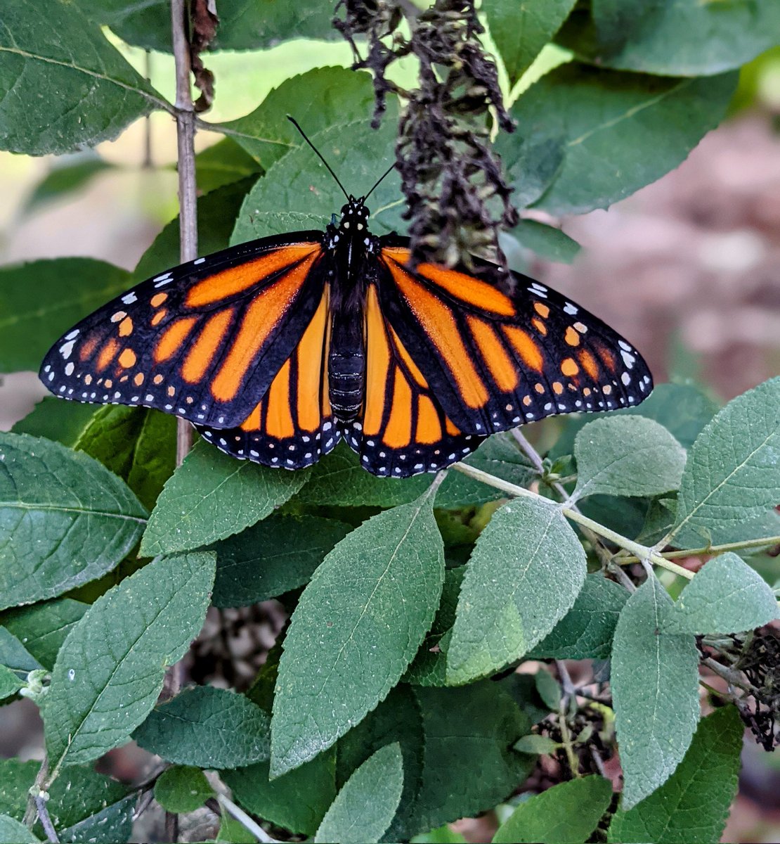 HSES_Librarian's tweet photo. Our second Monarch release of the day! https://t.co/Qyzngc1fbL