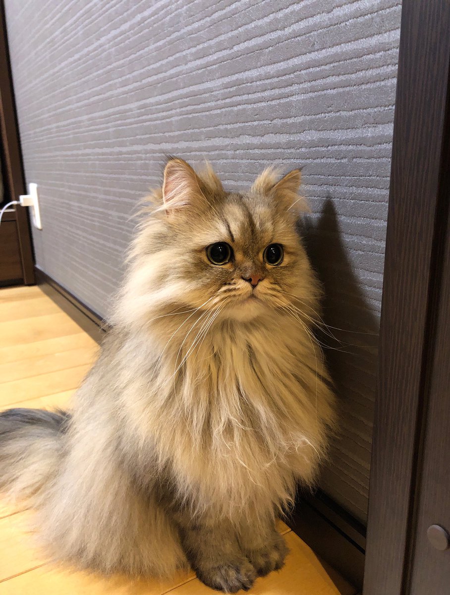 UphQepCv8J's tweet photo. 今日 も ひとり で お留守番 しちゃうパピ🐱 https://t.co/8sycVLzGl2