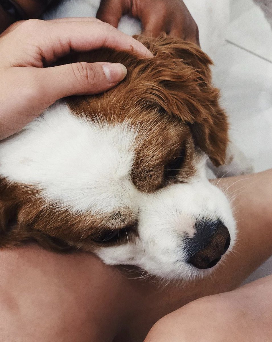 raviaarora's tweet photo. Thank you for showing us the meaning of unconditional love. Sakhi, we will miss you endlessly ♥️ Rest easy baby, I love you. December 16, 2009 - September 12, 2021. https://t.co/fAfdxDPk41