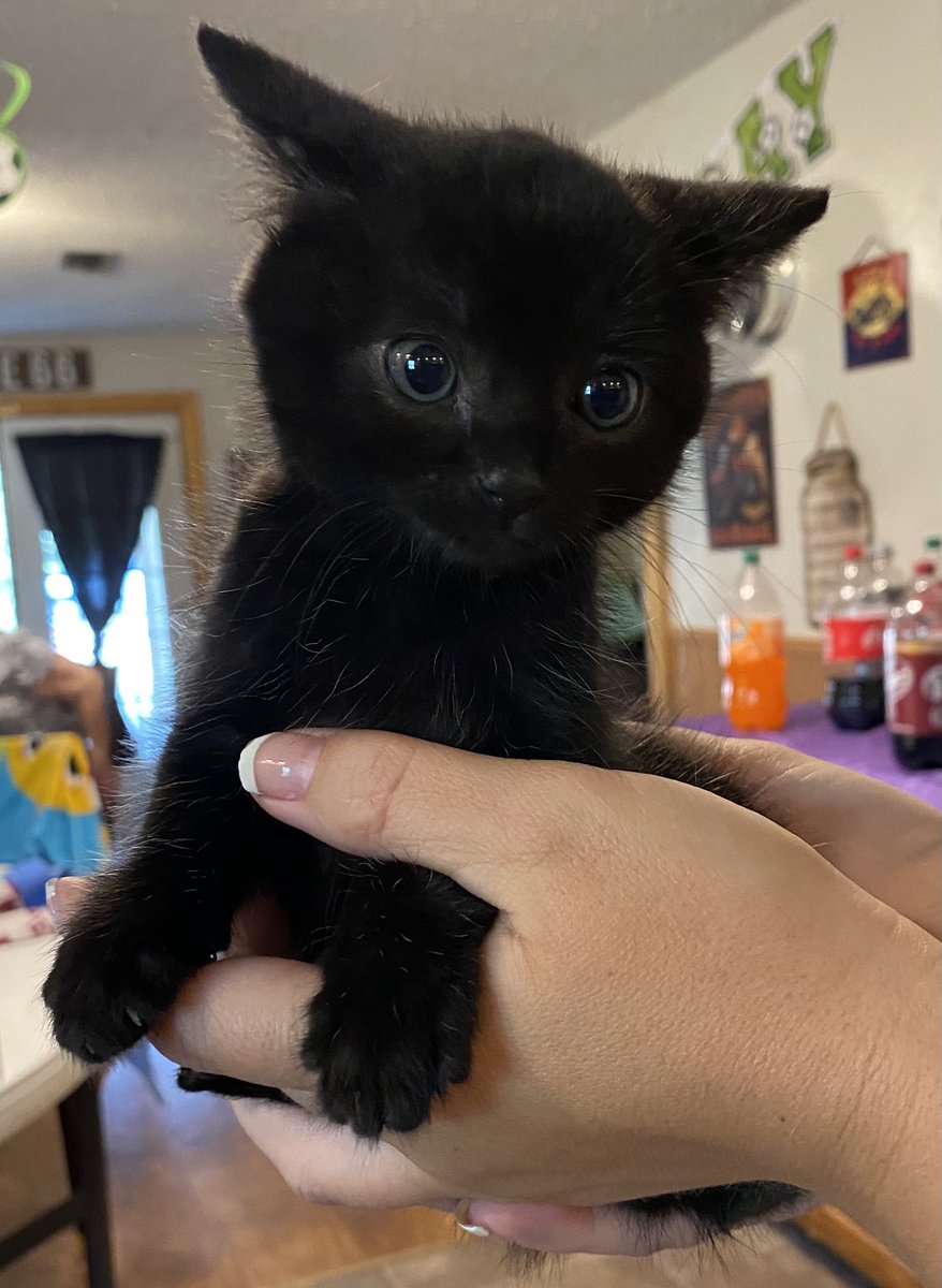 Mandy Krogh✨ tweet media