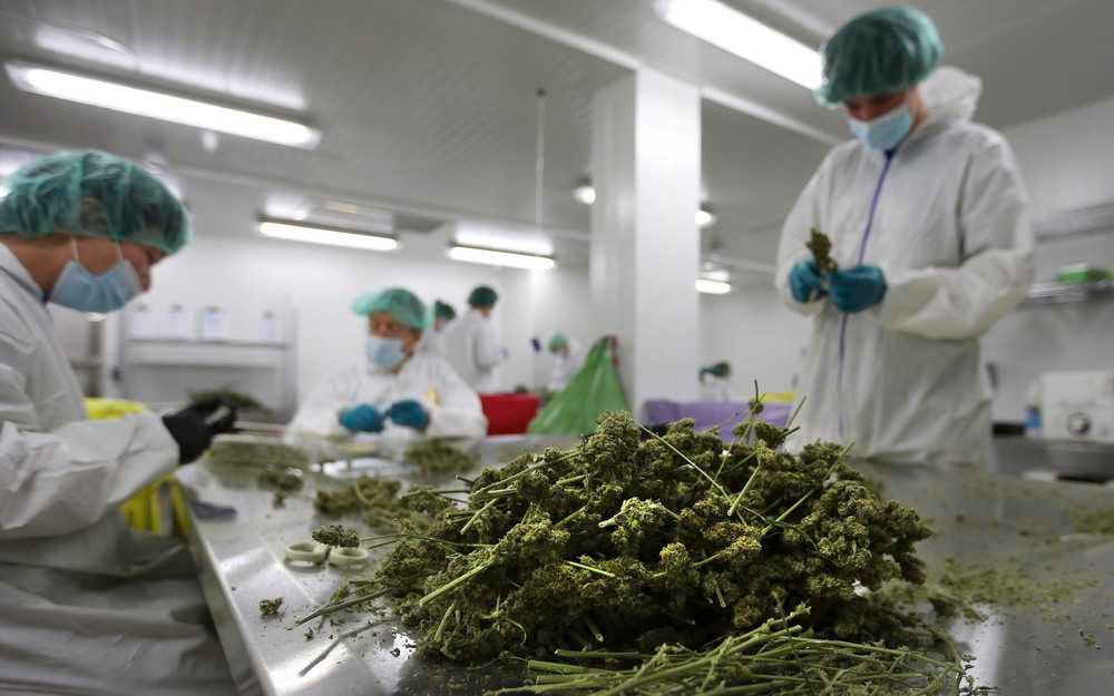 IPMontevideo's tweet photo. El estudio probó un extracto de cannabis en dos grupos de 🐁: unos que tenían una mutación en un gen asociado al trastorno autista y otros que no tenían esa mutación. 

👉 En los que recibieron el extracto disminuyeron conductas como baja interacción social o acciones repetitivas https://t.co/IKUE5dyaBr