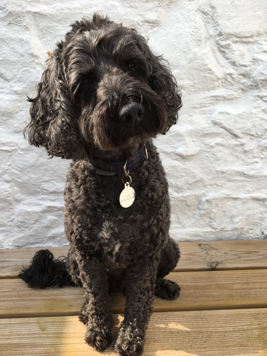 TailsCockapoo's tweet image. It’s my bedtime now but before I snuggle down. I want to thank all the lovely doggies, cats and other fab pets who have welcomed me on here today. Sleep tight new friendS, nightie, night Bodger 🐾🥰