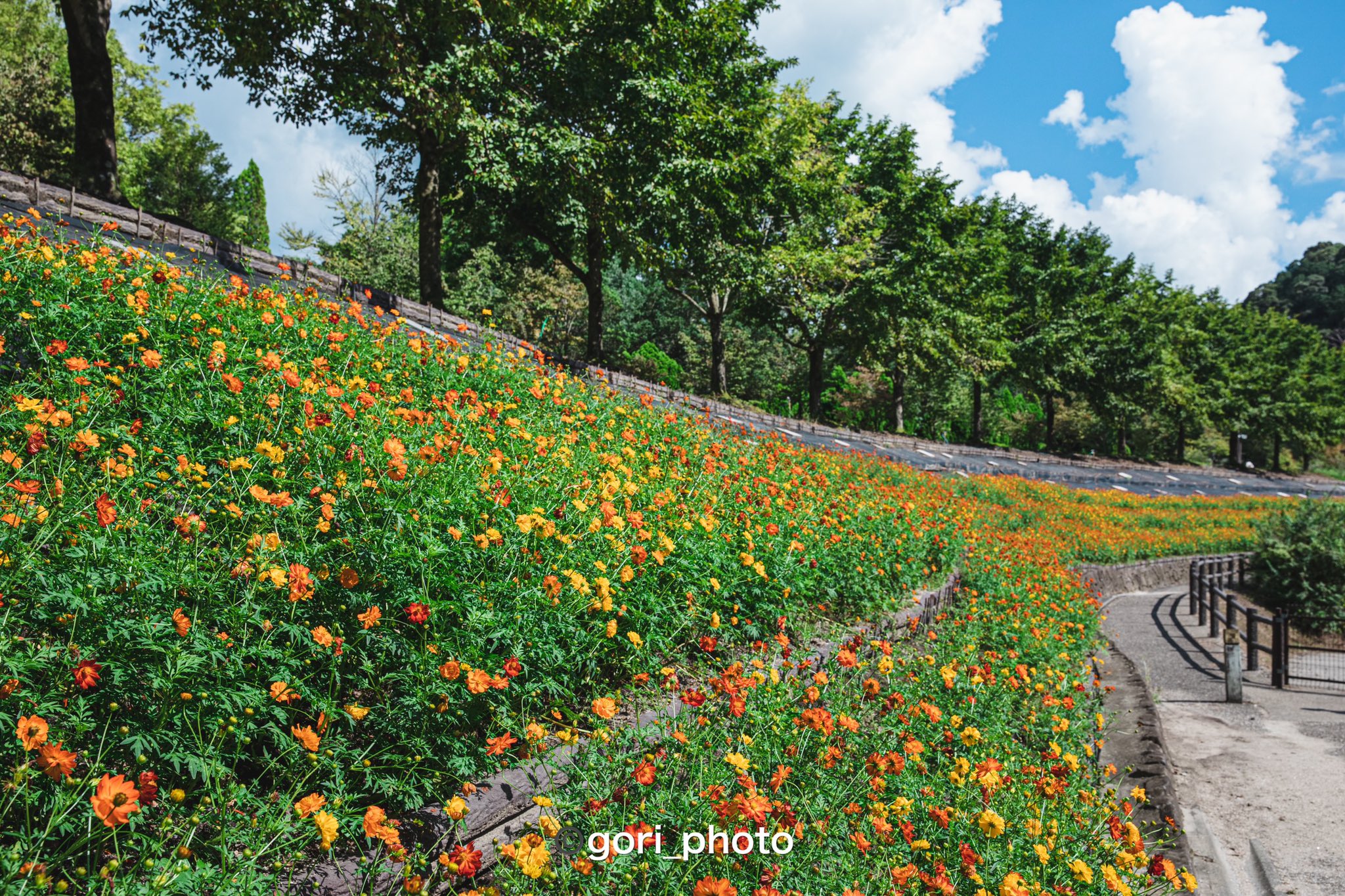 花フェスタ記念公園 Twitter Search Twitter