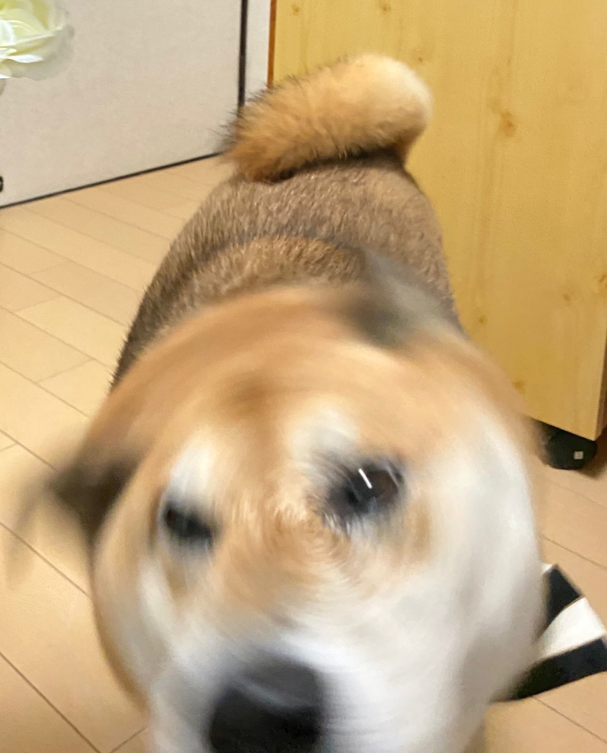 Green 月曜日なので勢いを付けて柴ドリル ドドドドォ 柴犬 犬 柴ドリル T Co U9heabrfxh Twitter Green 月曜日なので勢いを付けて柴ドリル ドドドドォ 柴犬 犬 柴ドリル T Co U9heabrfxh Twitter