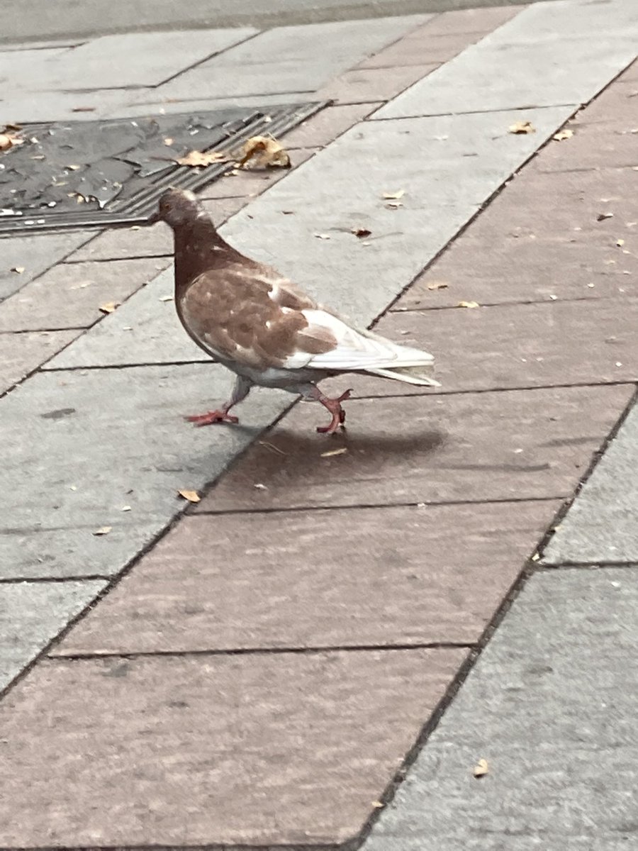 BasedHamazaki's tweet image. mm pijin