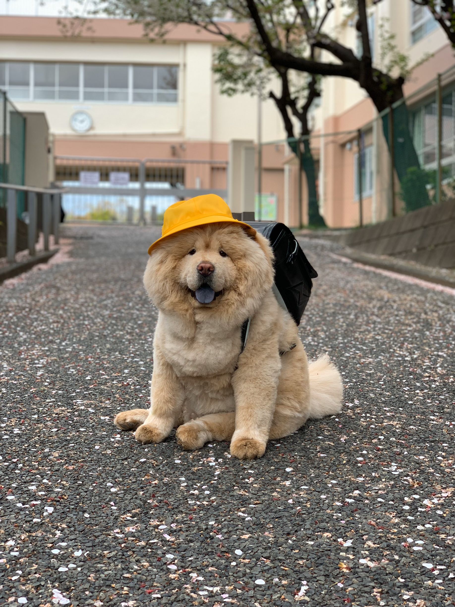 憧れの大型犬 チャウチャウってどんな犬 コスプレが得意のわがままボディ くり蔵 が可愛すぎる Twitter