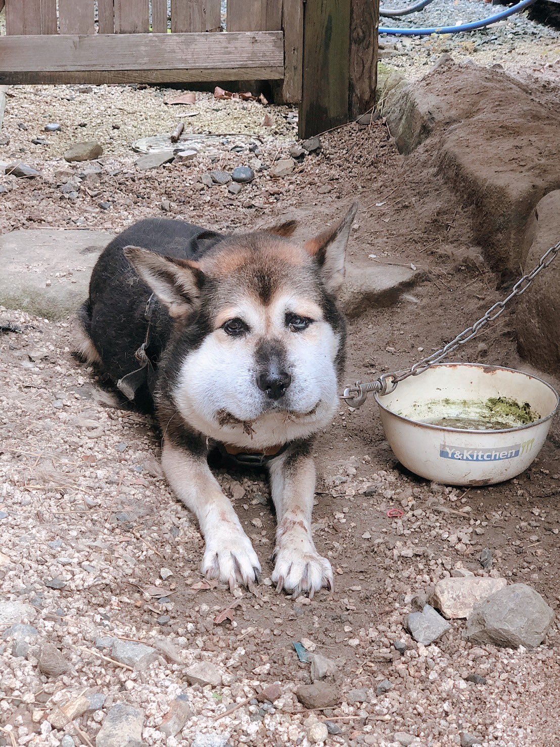 岡田裕子 もみじ マムシに噛まれて顔がパンパンなおまめ ご飯が食べられないらしい マムシに噛まれた犬 T Co Efldddgnjt Twitter 岡田裕子 もみじ マムシに噛まれて顔がパンパンなおまめ ご飯が食べられないらしい マムシに噛まれた犬 T Co Efldddgnjt Twitter