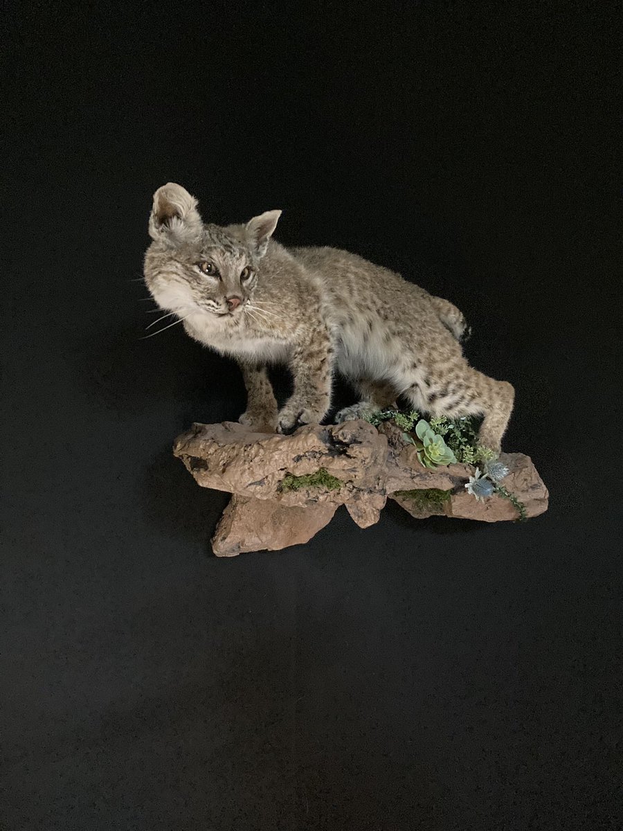 Brazos Bend Taxidermy tweet media