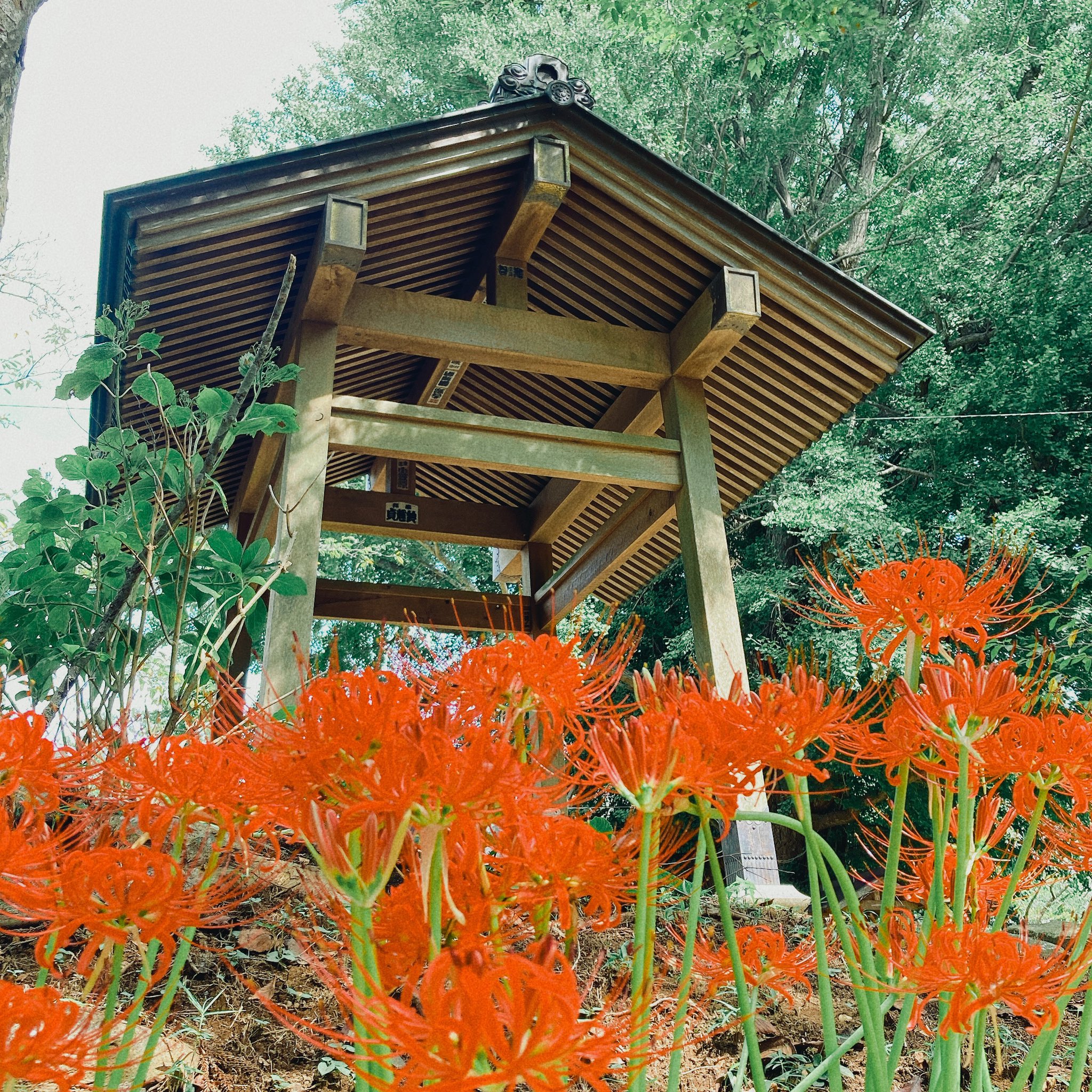 行方市観光協会 西蓮寺の彼岸花が咲き始めています 9 24からは西蓮寺の仏たて法要 常行三昧会も執り行われます ぜひ ゆっくりとご散策下さい Instagramフォトコンテスト なめフォトコン21 でステキな写真を応募下さいね 西蓮寺