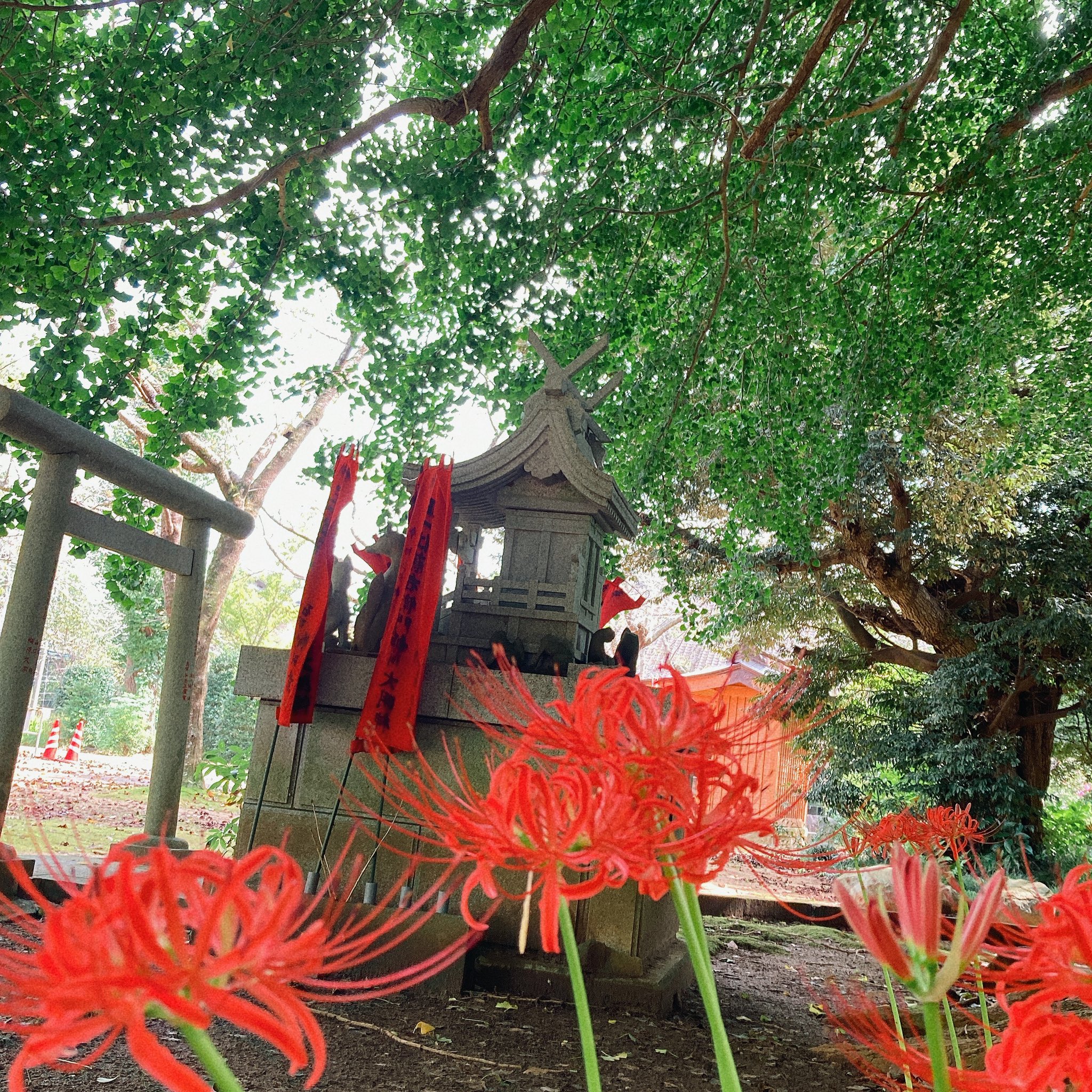 行方市観光協会 西蓮寺の彼岸花が咲き始めています 9 24からは西蓮寺の仏たて法要 常行三昧会も執り行われます ぜひ ゆっくりとご散策下さい Instagramフォトコンテスト なめフォトコン21 でステキな写真を応募下さいね 西蓮寺