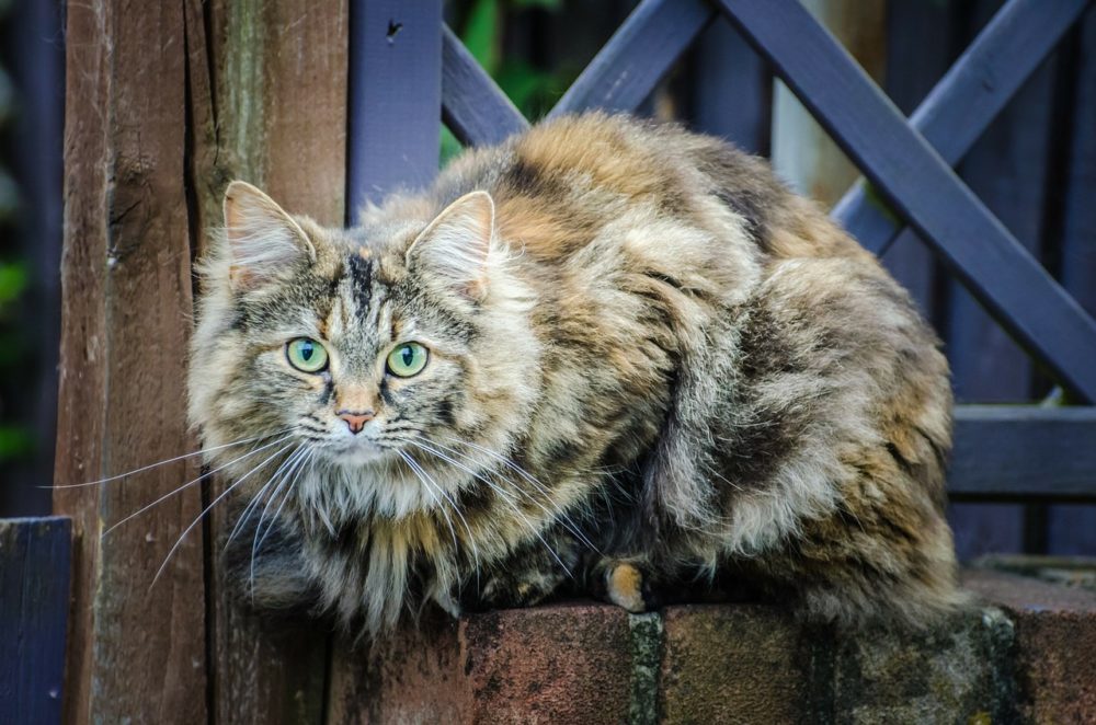 4PetsPaws1's tweet photo. A real pickup for you!
#pets 
#kitty 
#petsstyle 
#dogstagram 
#kitten 
#melbourne 
#dogoftheday 
#sydney 
#i4PetsPaws 
#instacat 
#love https://t.co/mTzulHezCZ