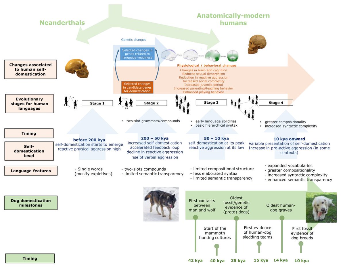 Finally out!
Did dog domestication contribute to language evolution?
frontiersin.org/articles/10.33…
With <a href="/mensch_hund/">Daniela Pörtl</a> and <a href="/Chr_Jung/">Christoph Jung</a>