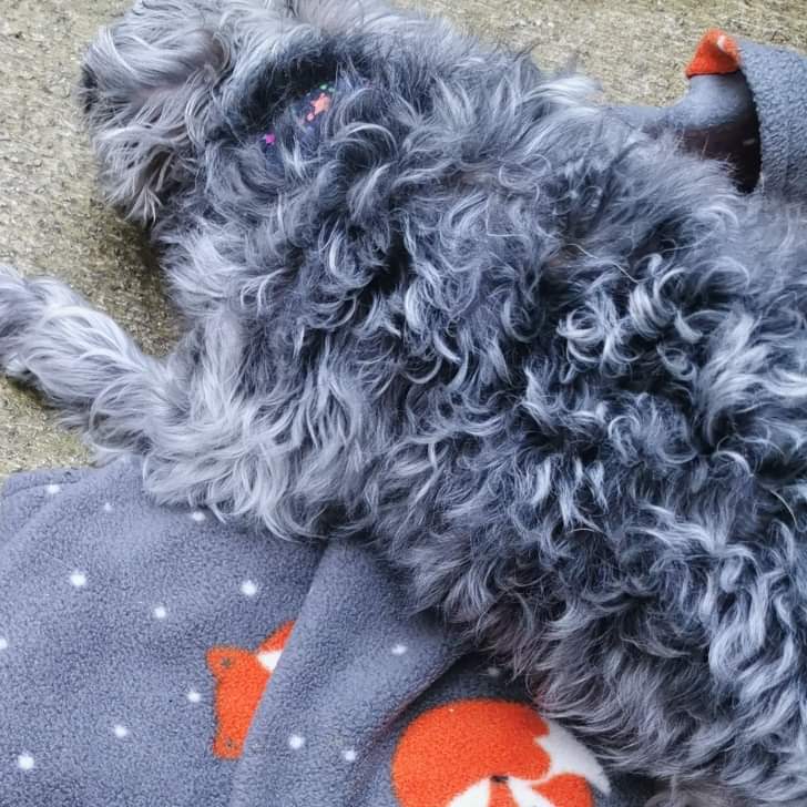 tillypopstoys's tweet photo. Just chilling
#tpsfund #Tillypop #yorkipoo #doodle #tpsfundraiser #makingadifference #tillypopsjourney #babygirl #oneofakind #livershuntpup #fighter #puppyfarm #rescuedismyfavoritebreed #rescue #tp15 #tillypopsprincess #mybaby #mygirl https://t.co/Di4hbJHcuc