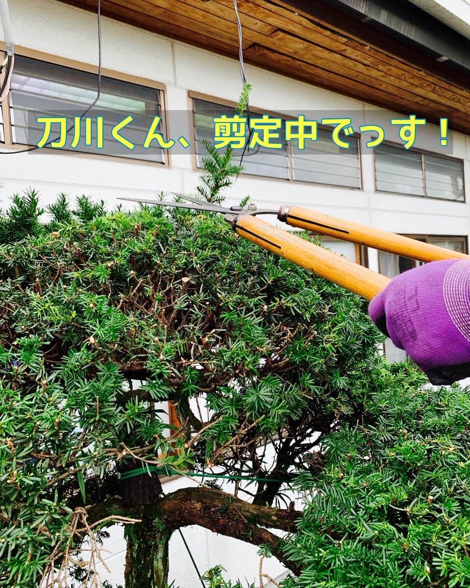 公財 鹿沼市花木センター公社 Bonsaizamurai Twitter 公財 鹿沼市花木センター公社 Bonsaizamurai Twitter