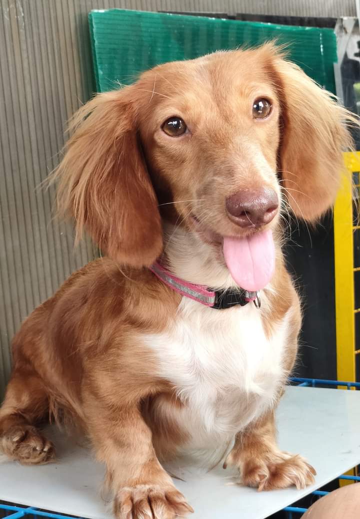 SteffySteffymo's tweet photo. Run free, Sophie. ❤ https://t.co/nWd9lHtafq