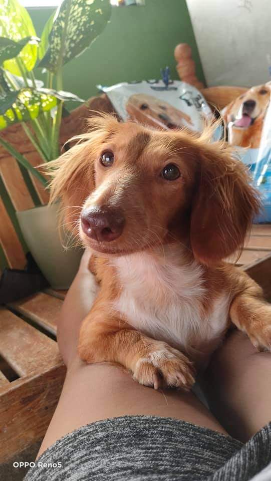 SteffySteffymo's tweet photo. Run free, Sophie. ❤ https://t.co/nWd9lHtafq