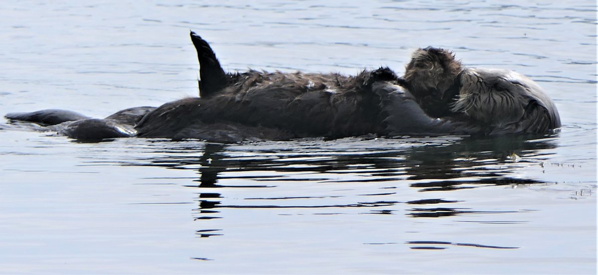 johnnykelphead's tweet image. any interference with the life of this #reproduction would land a person in jail. #babies two bodies, not one #reproductiveheath #reproductiverights are not killing rights #diy