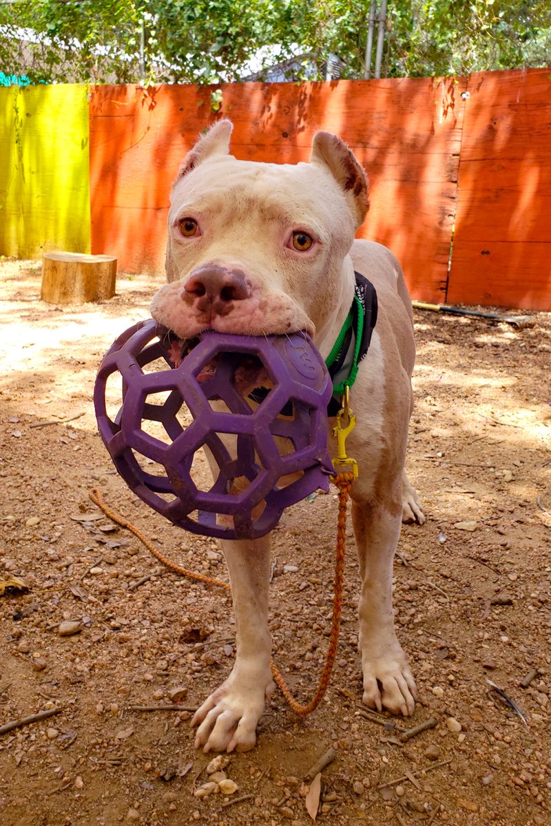 austinpetsalive's tweet photo. Leon fights the #sundayscaries with just a little extra playtime. https://t.co/yntFXs8uW3 https://t.co/zIPczcD5Te