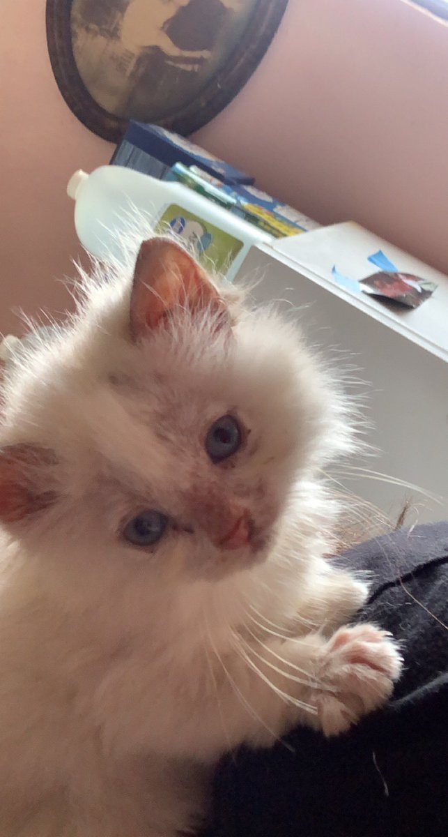 sslzziebeth's tweet photo. Welcome home cheese 💕 https://t.co/JEQLfrDnMY