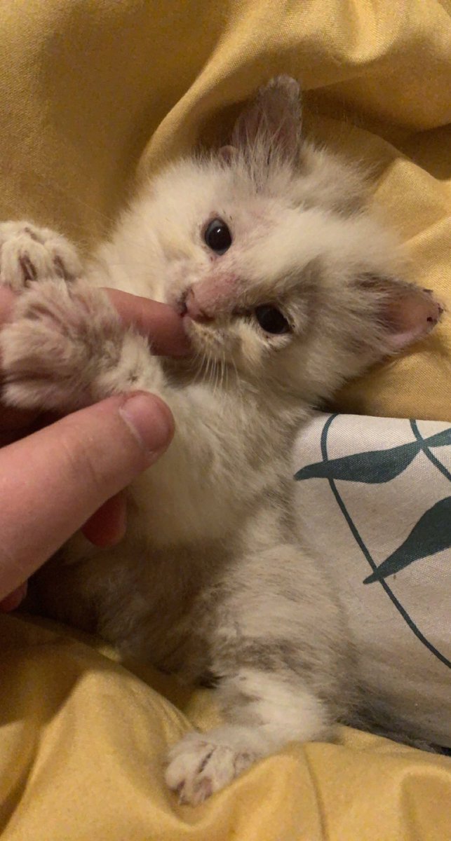 sslzziebeth's tweet photo. Welcome home cheese 💕 https://t.co/JEQLfrDnMY
