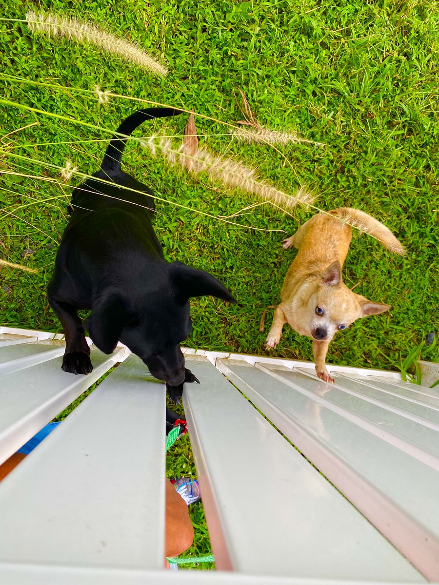 forpoochessake's tweet photo. Lucy, Stella, and Pepper — how can I resist their calls everytime they see Savior and me passing by? #hellno ! So I’m armed to delight them with #treats (tossed over the fence) whenever they’re outside. The pleasure is #alwaysmine . https://t.co/y0leyphJnS