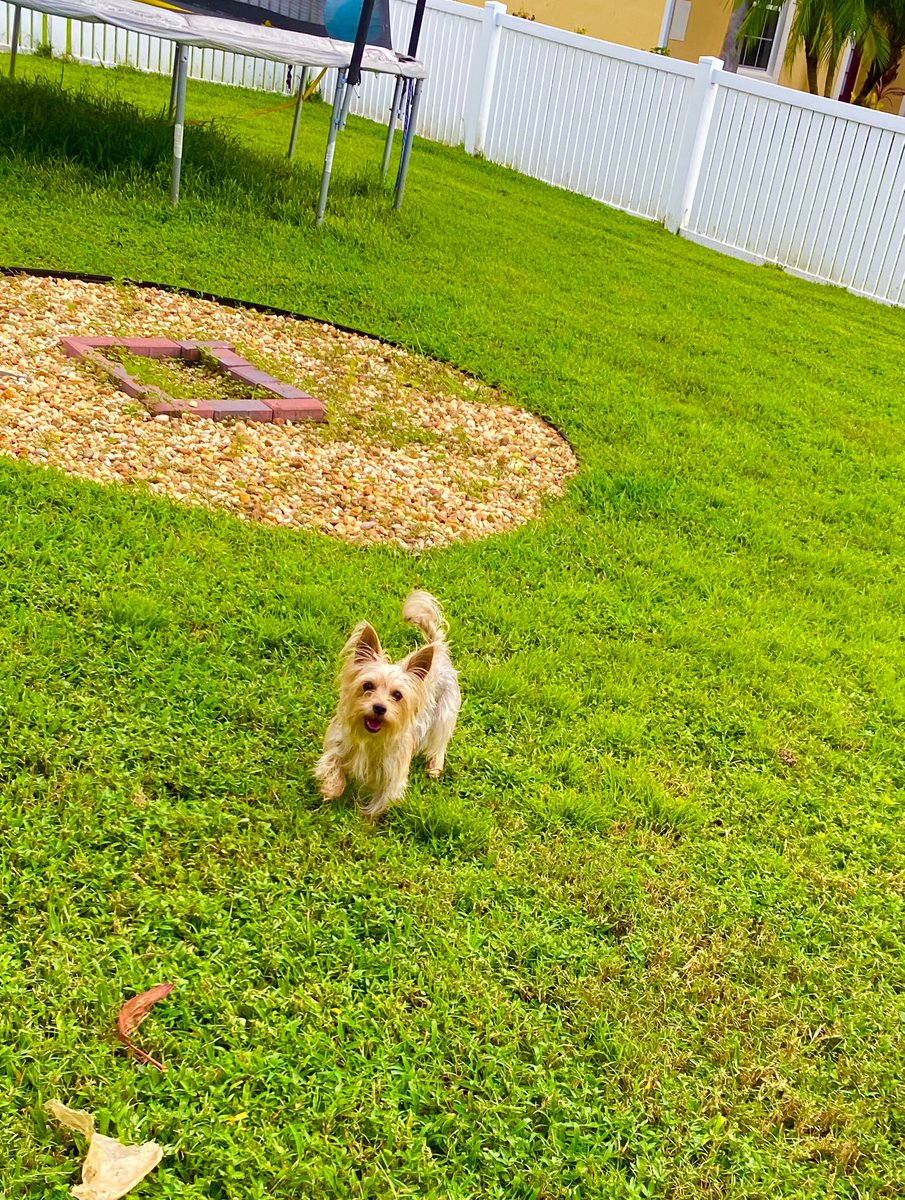 forpoochessake's tweet photo. Lucy, Stella, and Pepper — how can I resist their calls everytime they see Savior and me passing by? #hellno ! So I’m armed to delight them with #treats (tossed over the fence) whenever they’re outside. The pleasure is #alwaysmine . https://t.co/y0leyphJnS