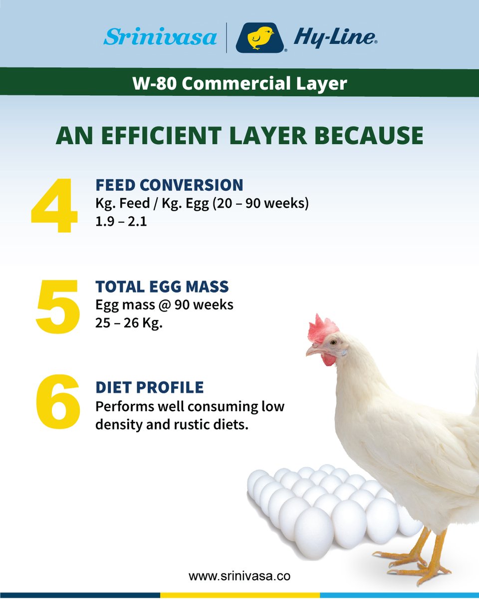 srinivasa_farms's tweet photo. Hy-Line W-80 has the lowest feed-per-egg ratio. The bird produces a higher number of eggs with excellent shell strength. 
Visit https://t.co/NIyJmzWRpS.
#SrinivasaFarms #LayerChicks #LayerBreeder #SrinivasaHyLine #DayOldChicks #W80LayerBird #ProlificEggNumbers #BestQualityEgg https://t.co/iaHGqlevN9