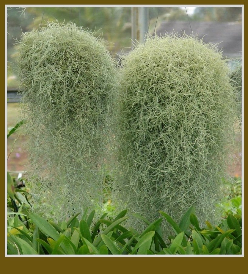 Spanish Moss (Tillandsia usneoides)