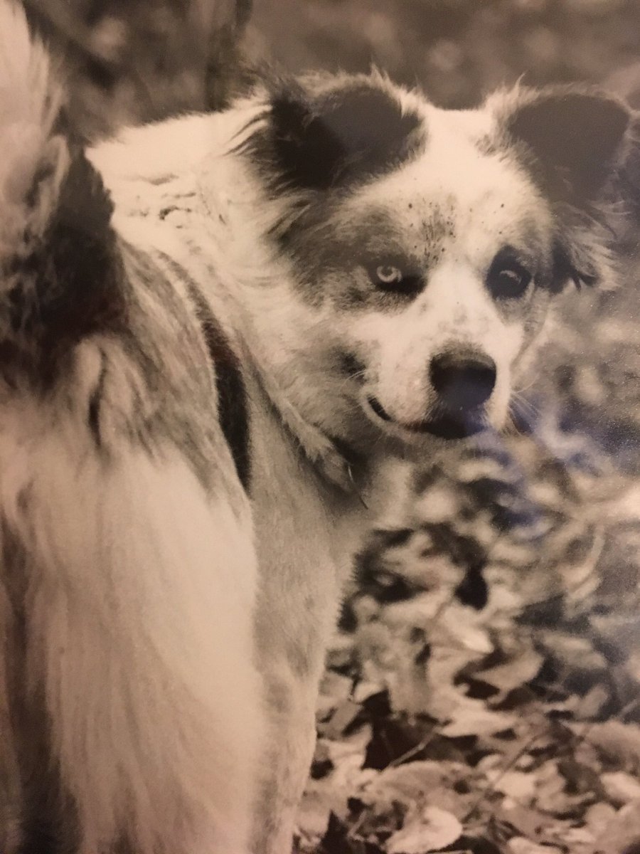 MsDebMs's tweet photo. @WLBT Sweet Sadie https://t.co/olJFWdfDYL