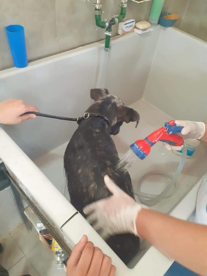 MasAmorAnimaLlu's tweet photo. Baño y paseo para la pequeña Lolita que mejora cada dia mas!!! Es una gran luchadora!!!!
Esta cada dia mas bella, tiene mas confianza, mueve su colita!!!
Estamos felices de ver estos resultados en tan poco tiempo!
Sabemos mas que nunca que #involucrarsesalvavidas https://t.co/s6NabSA8pi