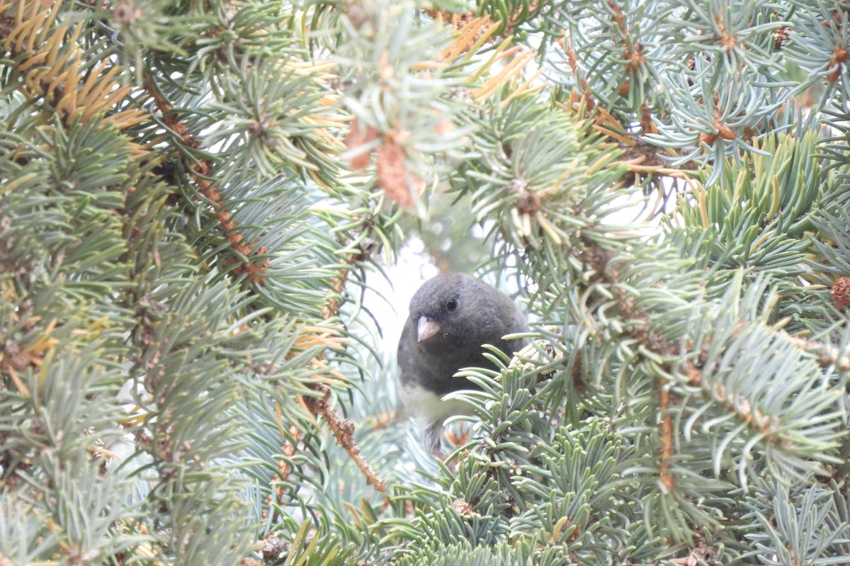 The last couple weeks have featured some great sparrows in my neighbourhood. 1) Swamp Sparrow in my backyard, 2) Lincoln’ Sparrow, 3) Fox Sparrow and 4) Dark-eyed Junco.
