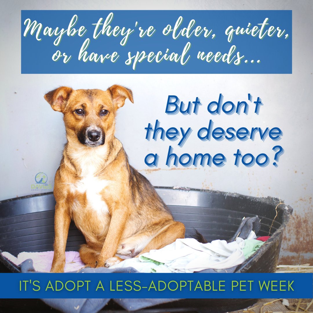 September is #AdoptALessAdoptablePet month!

Some pets might not catch your eye the first time through, but have just as much love to give! Don't overlook them if you want to add a furry friend to your family! 🐾

#DaviesAH #YubaCity
