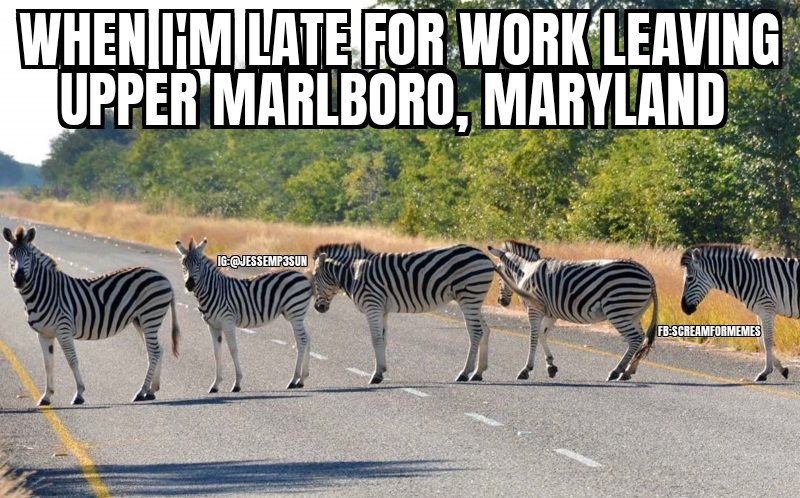 jessemp3's tweet photo. What in the world is going on around here? 🦓😂 #Zebra #Maryland @MartyParish @NickKellaher https://t.co/iOQCcqE2hM