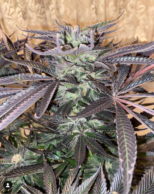 GeeklightC's tweet photo. So beautiful girls! Grow under Monster Board 240W
https://t.co/CbTAGG4oQg
#geeklight #monsterboard #ledgrowlight #ledgrowlights #fullspectrumled #growingequipment #growlightingsolutions #horticulturelighting #ledgrowlight #ledgrowlighting https://t.co/srV8JANwng