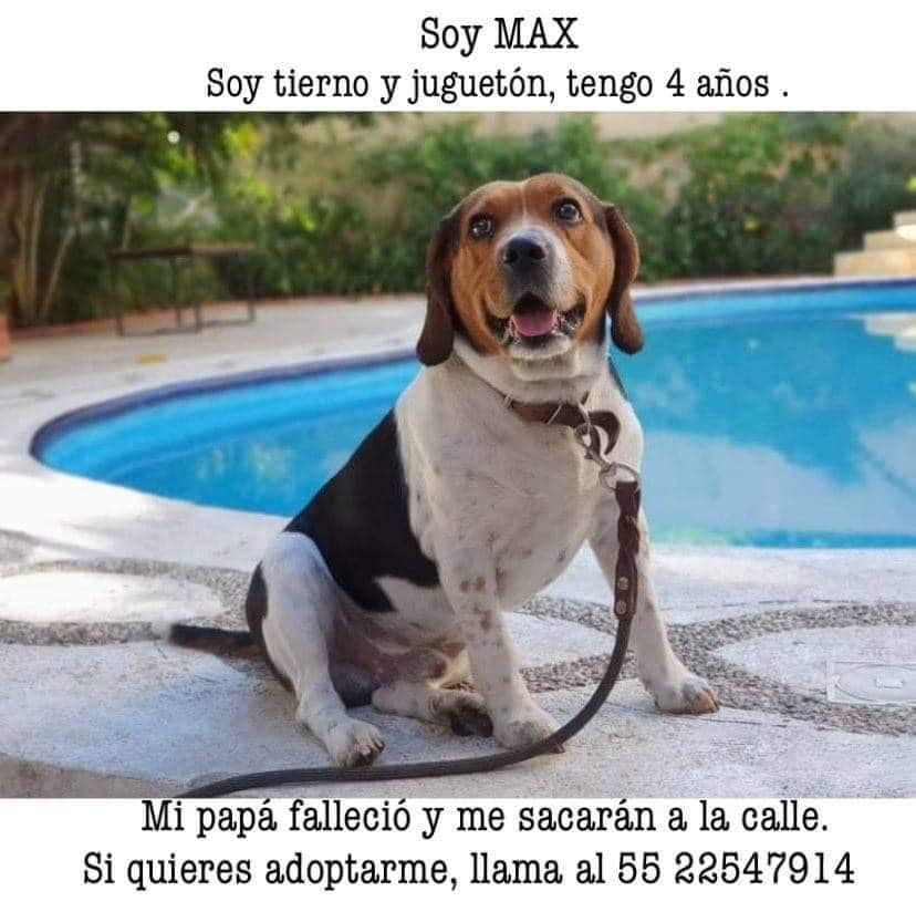 xjusticianimal's tweet photo. RT MÉXICO, ADOPCIÓN RESPONSABLE PARA MAX https://t.co/7pYeuZqWhB